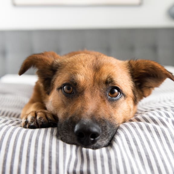 a dog laying on a bed with his head on the pillow at Hamilton at Kings Place, 21046