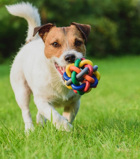 a dog running with a toy in its mouth