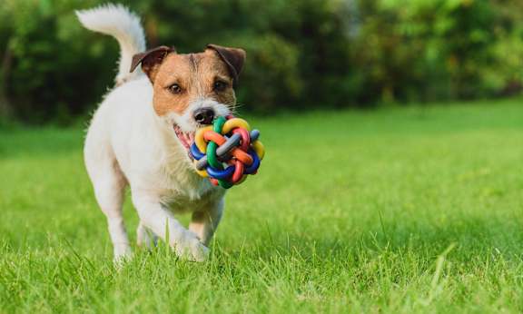 A small dog is running with a colorful toy in its mouth.