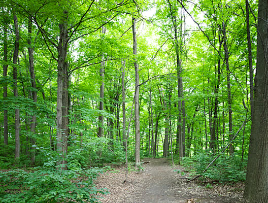 Cooksville Creek Trail