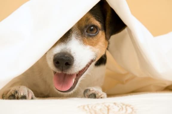 Dog playing with Cloth at The Benjamin Seaport Residences, Boston, MA, 02210