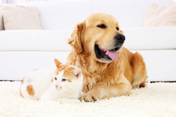 Fluffy Dog and Cat at The Benjamin Seaport Residences, Boston, MA, 02210
