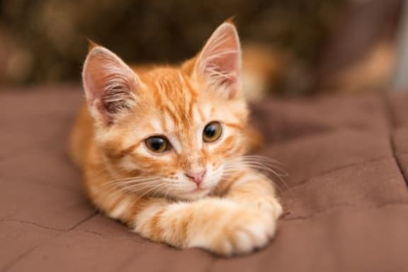 Sweet Small Kitty at The Benjamin Seaport Residences, Boston, MA, 02210