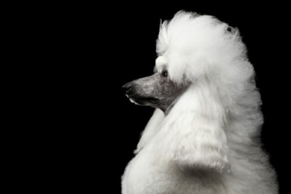 Fluffy White Dog at The Benjamin Seaport Residences, Boston, MA, 02210