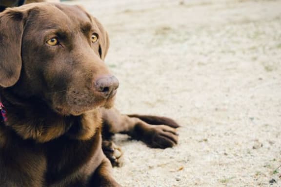 Dog sitting on Field at Ellington Metro West, Westborough, MA, 01581