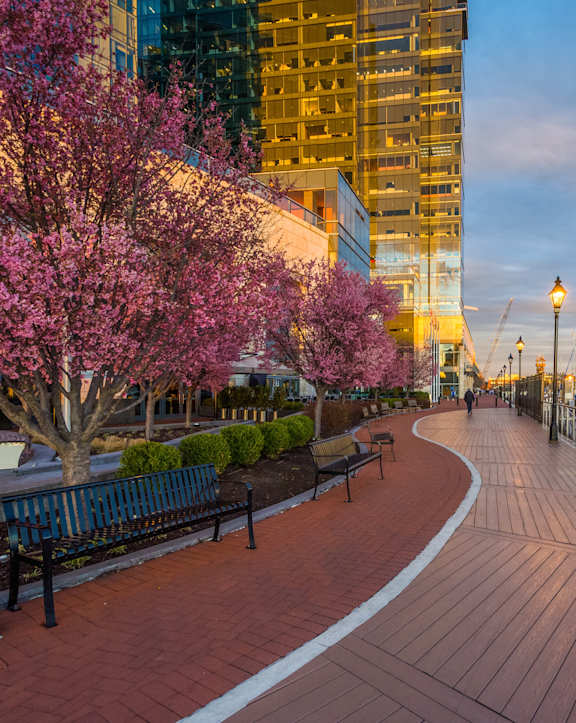 a city waterfront promenade with benches and trees with buildings in the background