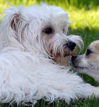 Portera at the Grove_Wilsonville OR_Pet Friendly
