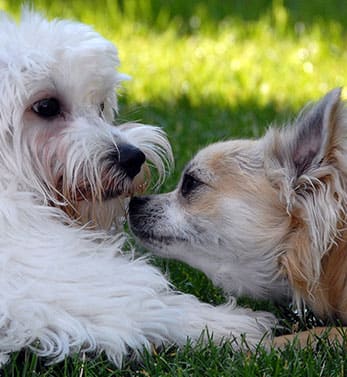 Portera at the Grove_Wilsonville OR_Pet Friendly