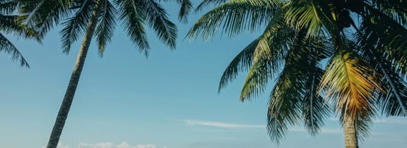 a group of palm trees with a sunset in the background