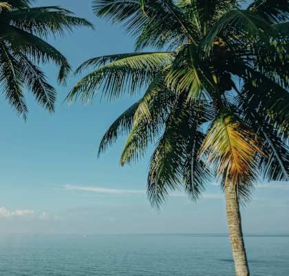 two palm trees with the ocean in the background