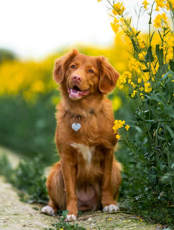 A happy dog lying on its back in the grass.