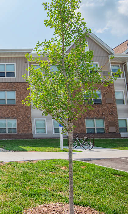 A tree stands in front of a building with the number 875 on it.