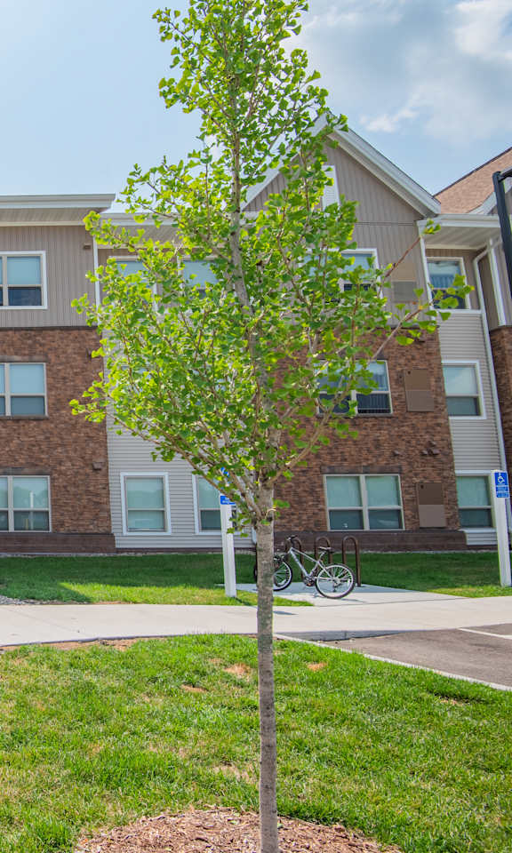 A tree stands in front of a building with the number 875 on it.