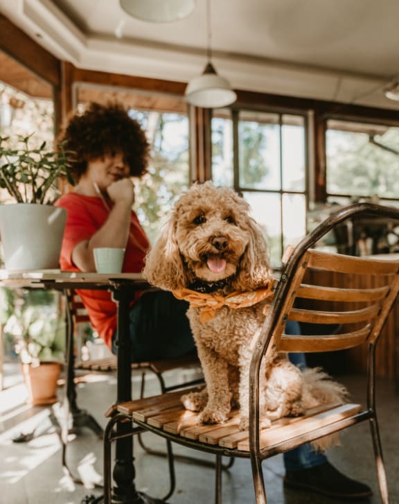 person sitting at a table with a dog on a chair