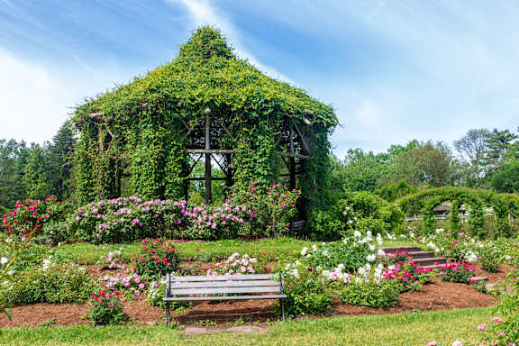 A bench sits in front of a green vine covered structure.