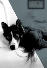 Dog Friendly at Hollywood Ardmore, California, 90028