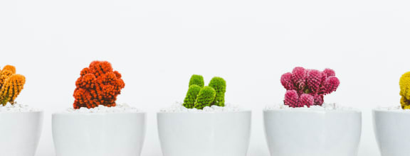 a row of colourful cacti in white pots on a white background