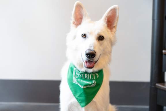 A white dog wearing a green bandana at District at Riverside Apartments, Chattanooga, 37406