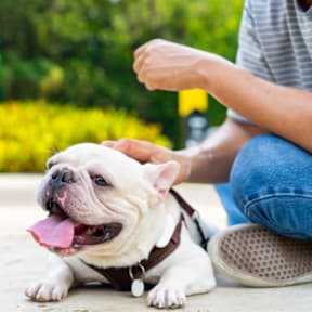 White Dog with Brown Collar Laying Next to Person and Getting Pet