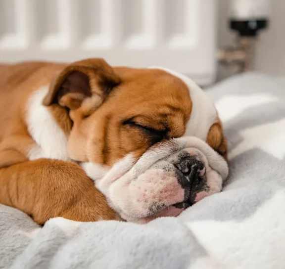 Dog Sleeping at 21 West, New York