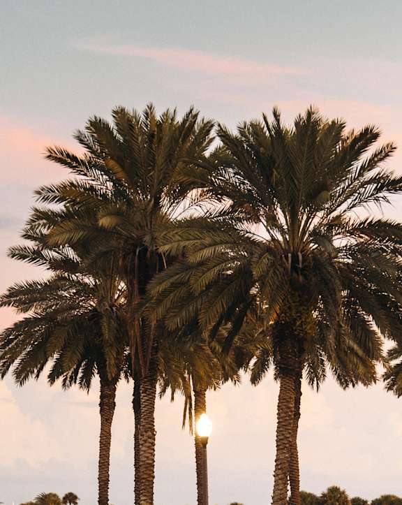 desert landscape at Avilla Silver Palm, Florida