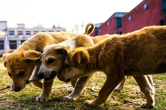 three dogs standing next to each other in the grass at East 51 At Rocketts Landing, Richmond, 23231