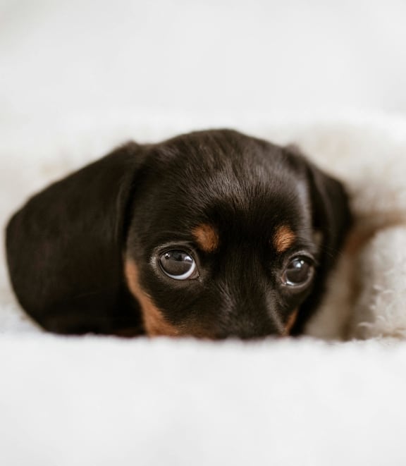 a small brown and black puppy laying on a blanket