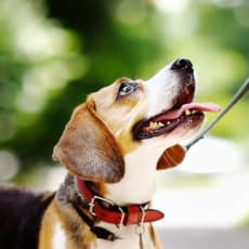 a dog is standing on a sidewalk with its tongue out