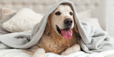 A golden retriever dog is wrapped in a grey blanket and sticking its tongue out.
