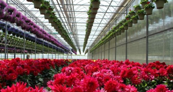 a display of red flowers in a greenhouse