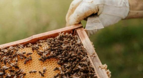 a beekeeper holding a honey comb with bees on it