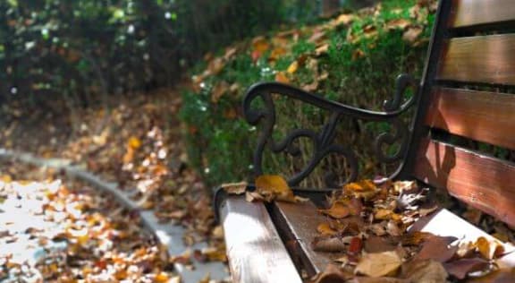 a bench with a bunch of leaves on it