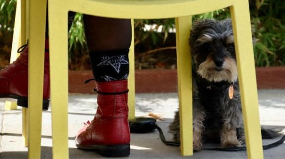 a dog sitting under a chair next to a persons leg