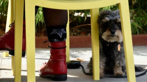 a dog sitting under a chair next to a persons leg