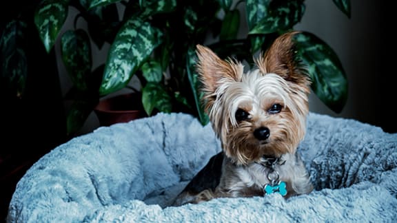 a small dog laying on a blue blanket in front of a plant