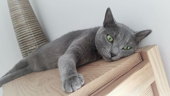a cat laying on top of a wooden shelf