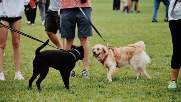 a couple of dogs that are walking in the grass