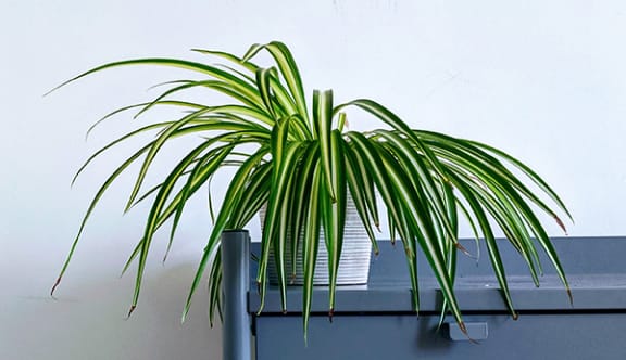 High Point East | Low Light Pet-Friendly Plants for Apartments