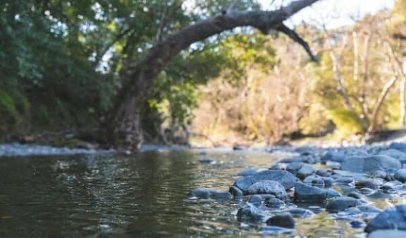 a river with rocks under a tree