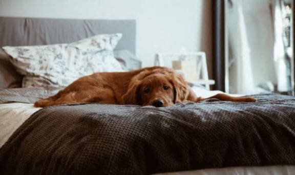 a dog laying on top of a bed