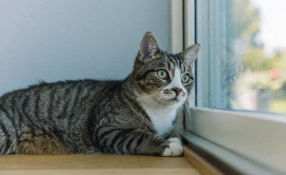 a cat is looking out of a window
