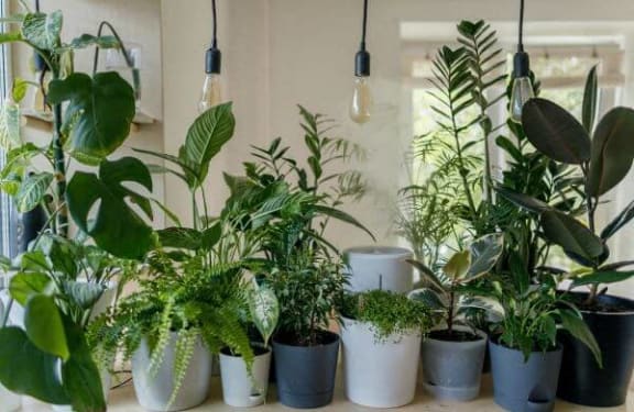 a group of potted plants sitting on a window sill