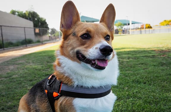 a brown and white dog wearing a black harness
