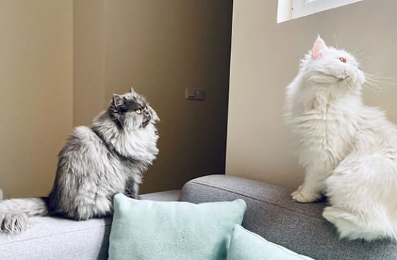 a cat sitting on a couch looking at its reflection in a mirror