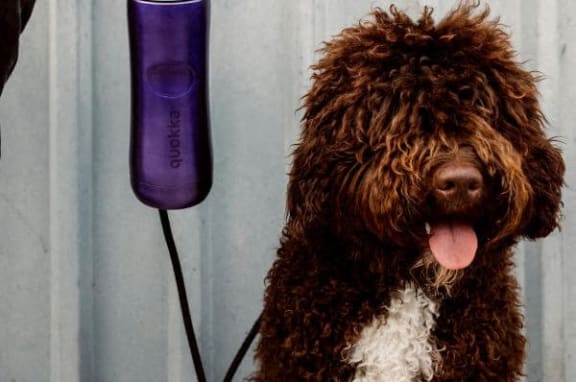 a brown and white dog sitting next to a blow dryer