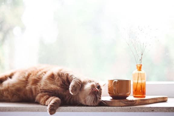 a cat laying on a window sill next to a coffee cup and a vase