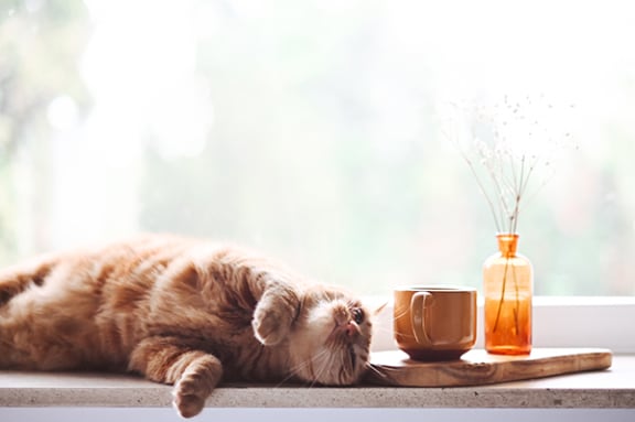 a cat laying on a window sill next to a cup of coffee and a vase of