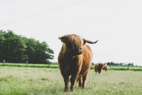 a cow with long horns standing in a field