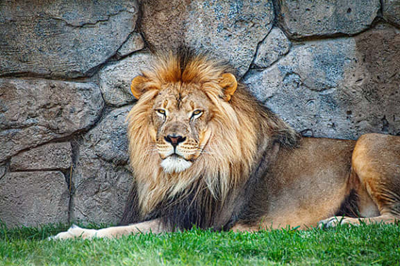 a lion laying in the grass next to a rock wall