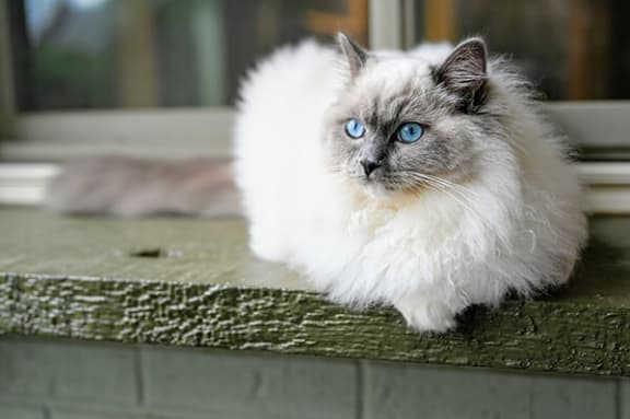 a cat with blue eyes sitting on a bench